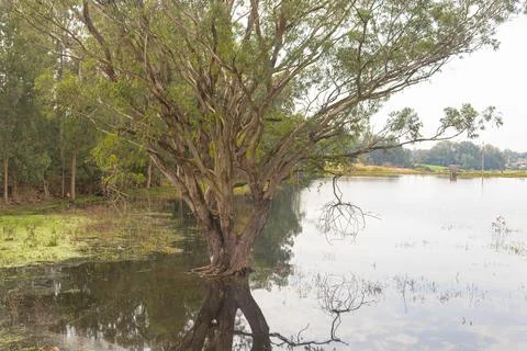 Tree with submerged roots. Stock Photos