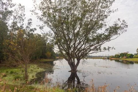 Tree with submerged roots. Stock Photos