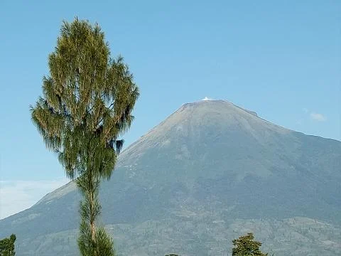Tree of Sumbing Mountain Photos