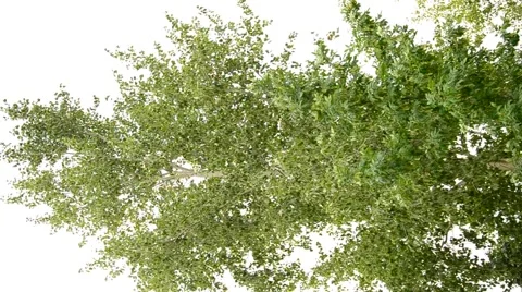 Tree on a summer afternoon. Stock Footage 42033468