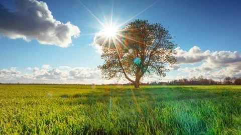 Tree in the summer field Stock Footage 87808214