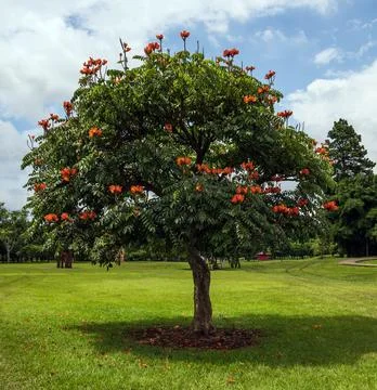 Tree in Summer Field Foto stock