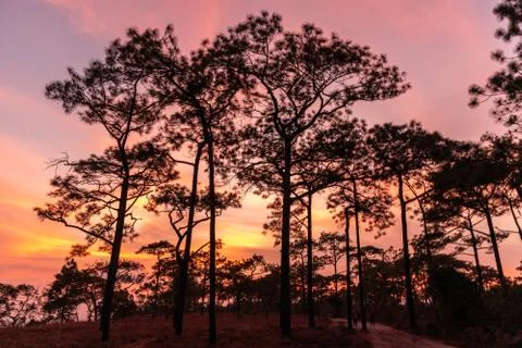 The tree in summer forest with sunset background. Foto stock