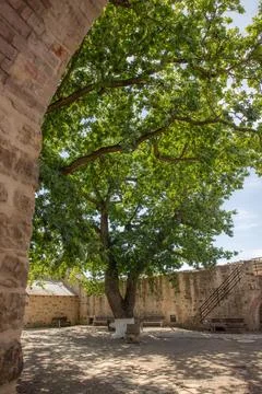A tree in the summer in the inner courtyard of the royal fortress Suceava, Foto stock