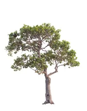 Tree in summer isolate on white background Stock Photos
