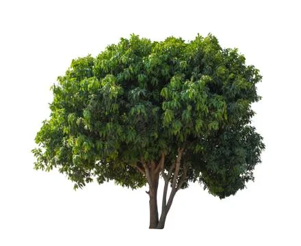 Tree in summer isolate on white background Stock Photos