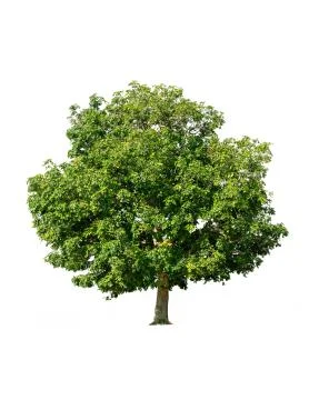 Tree in summer isolate on white background Stock Photos