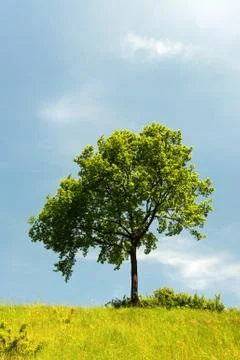 Tree in summer landscape Foto stock