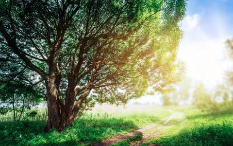 Tree in summer nature Stock Photos