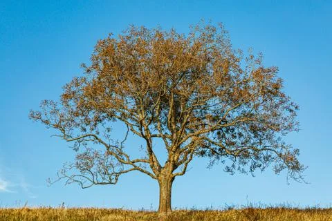 A Tree in Summer Stock Photos
