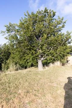 Tree in summer Stock Photos