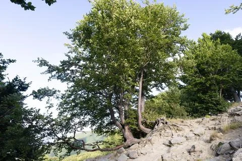 Tree in summer Stock Photos