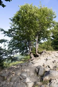 Tree in summer Stock Photos
