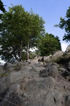 Tree in summer Stock Photos