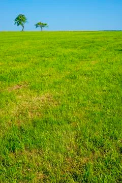 Tree in summertime Stock Photos