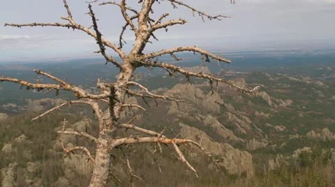 Tree at the Summit 스톡 동영상 11811320