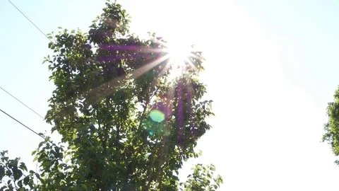 Tree Sun 1 Stock Footage 77577532