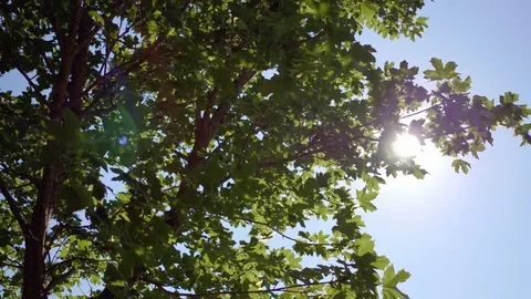 Tree Sun 2 Stock Footage 77577615