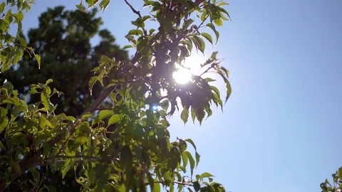 Tree Sun 3 Stock Footage 77577454