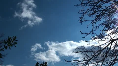 Tree with sun and clouds Stockbeeldmateriaal 10787238