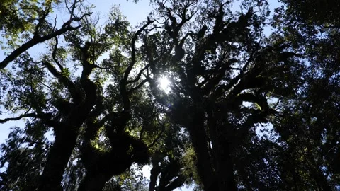 Tree with the sun between the branches, New Zealand Stock Footage 263865104