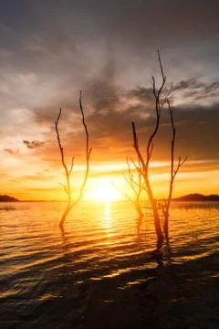 The tree , sun, cloud and water  to be landscape. the mountain are background Stock Photos