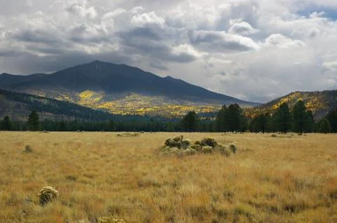 Tree sun cloud golden grass peak yellow fall in Foto stock