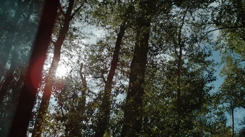 Tree sun flare dolly car window slow motion Stock Footage 116065421