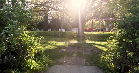 Tree with sun flare Stock-Footage 165303269