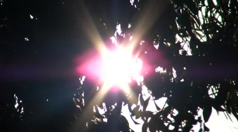 Tree sun Stock Footage 488873