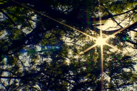 Tree-sun Stock Footage 753616