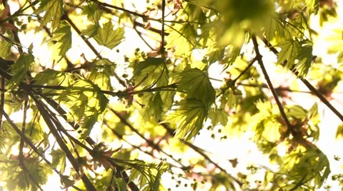 Tree With Sun Video stock 29173676