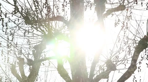 Tree with Sun Stock Footage 42979469