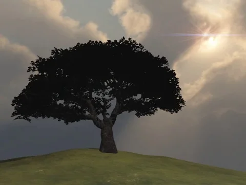Tree with sun Stock-Footage 94164697