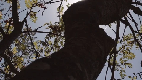Tree in the Sun Stock Footage 96000174