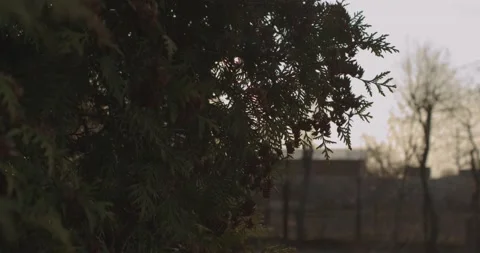 Tree &amp; Sun Stock Footage 131142198