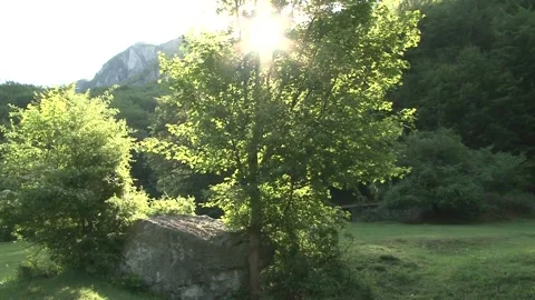 Tree in the sun Stock Footage 140914969