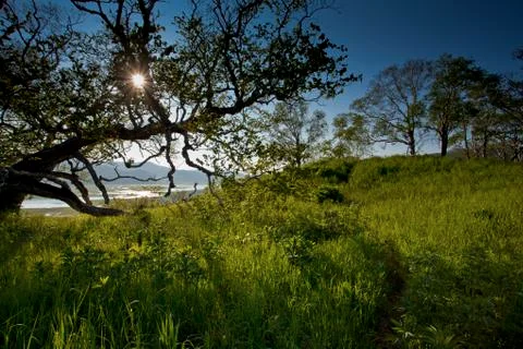 Tree, sun, grass Stock Photos