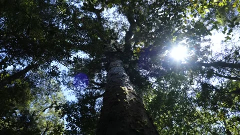Tree with the sun passing through the leaves, New Zealand Stock Footage 263865232