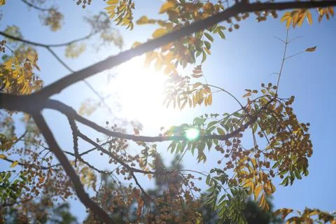 Tree &amp; Sun 写真素材