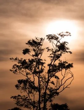 Tree with sun Stock Photos