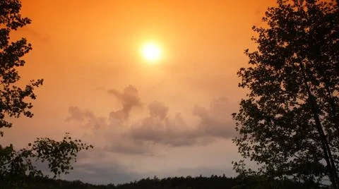 Tree With Sun Stock Photos