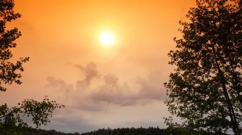 Tree With Sun Stock Photos