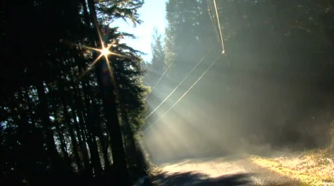 Tree sun rays Video stock 843438