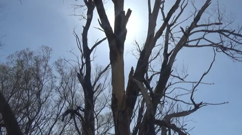 Tree ,sun rays Stock-Footage 49407472