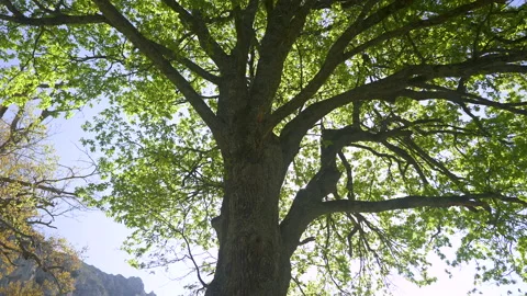 Tree with sun shine during spring in Basque Country landscape Stock-Footage 152484886