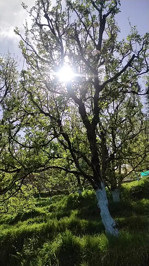 Tree with sun shine Stock Footage 238739063
