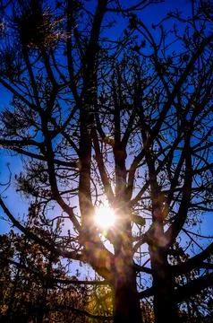 A tree with a sun shining through it Stock Photos