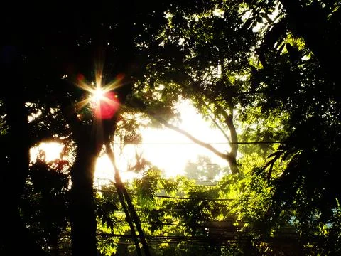 A tree with a sun shining through it. Stock Photos