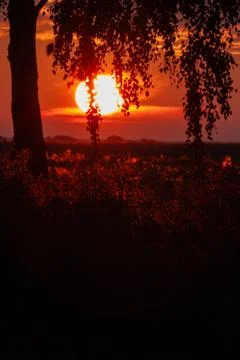 A tree with a sun in the sky Stock Photos